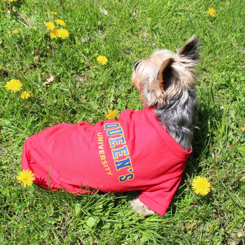 **Dog Tee** **Dog Tee**